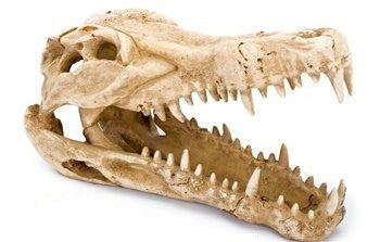 Crocodile Skull Aquarium Ornament