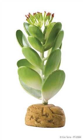 Exo Terra Desert Plants Jade Cactus
