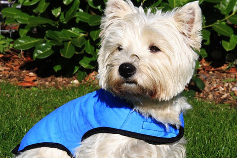 Prestige Cool Dog Cooling Coat; available in 5 sizes.