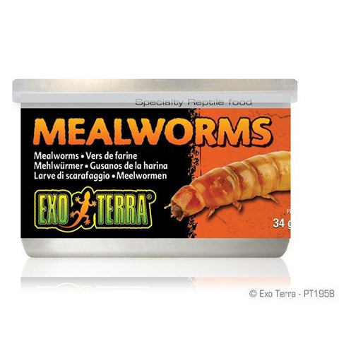 PT1958 Exo Terra Mealworms