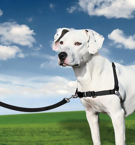 Petsafe Easy Walk Harness with Lead; 4 sizes available