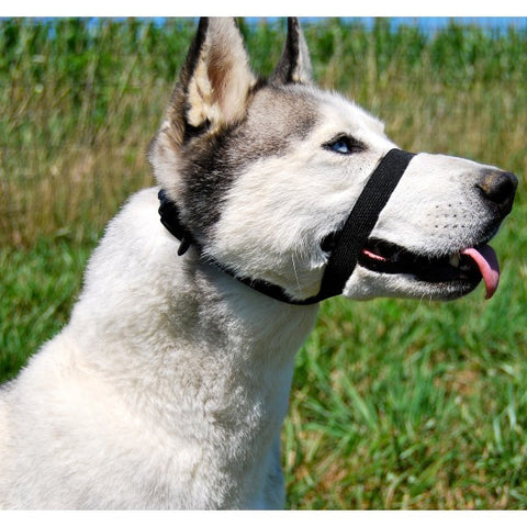 Quiet Dog Anxiety Face Wrap; availble in 5 sizes